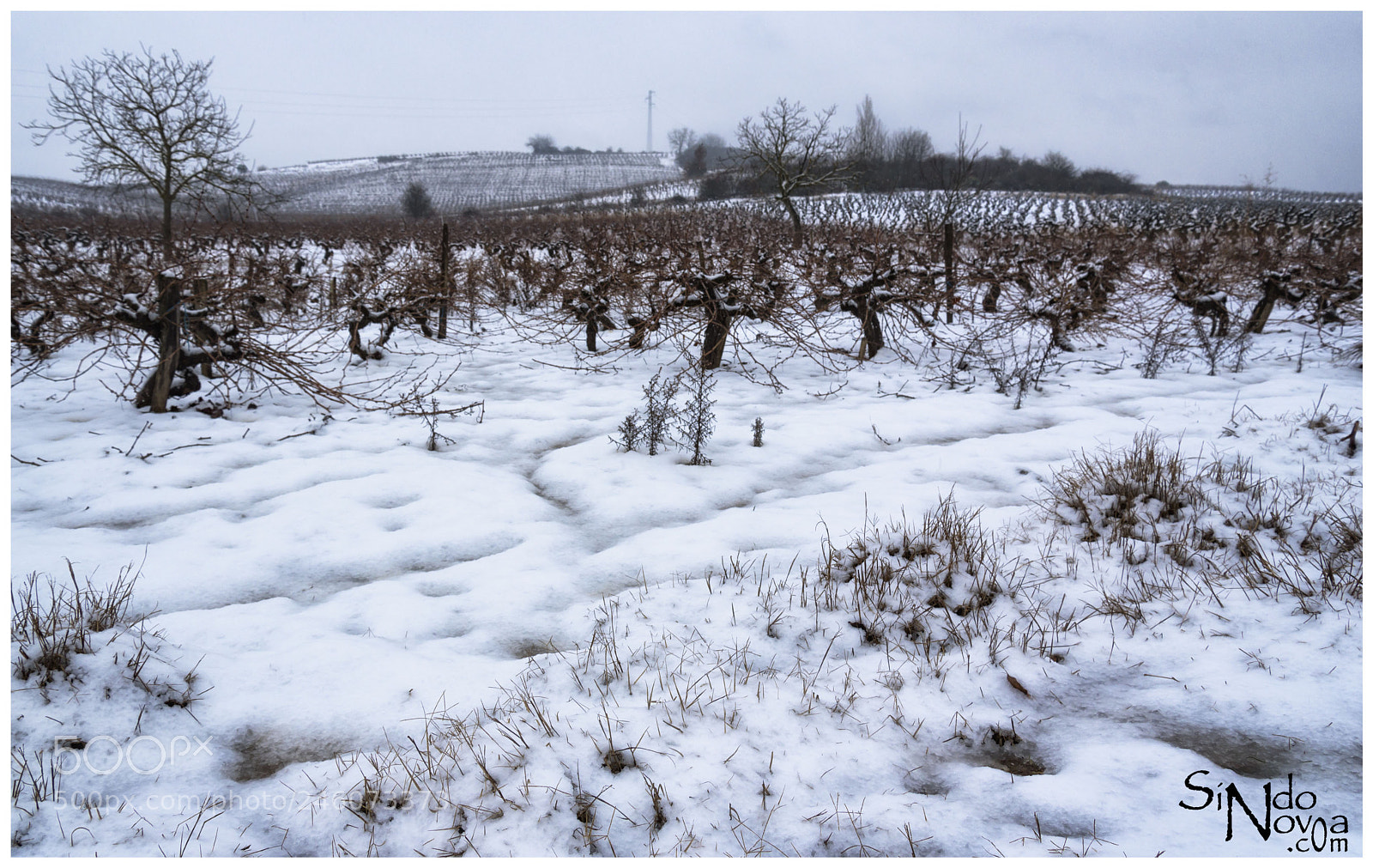 Nikon D750 sample photo. Snowy vineyards photography