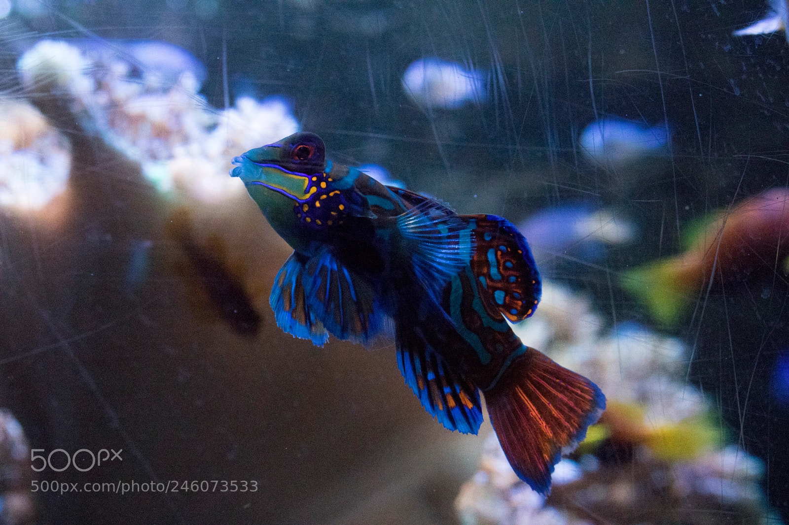 Canon EOS 760D (EOS Rebel T6s / EOS 8000D) sample photo. Mandarin dragonet photography