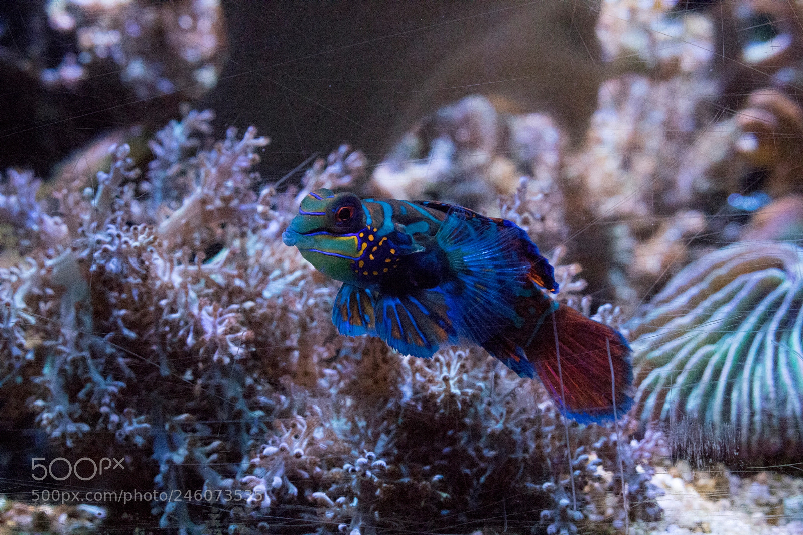 Canon EOS 760D (EOS Rebel T6s / EOS 8000D) sample photo. Mandarin dragonet photography
