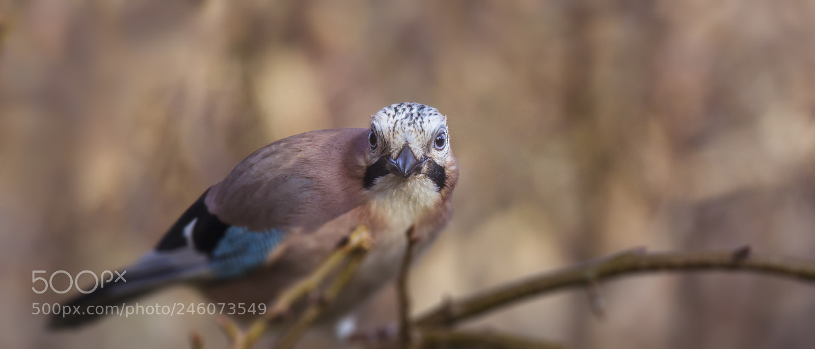 Canon EOS 60D sample photo. Jay photography