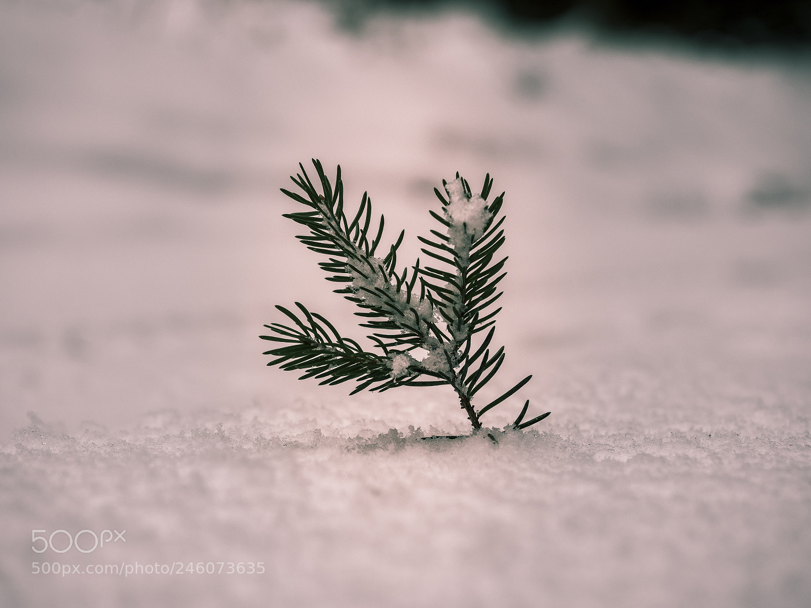 Olympus OM-D E-M5 II sample photo. Winter photography