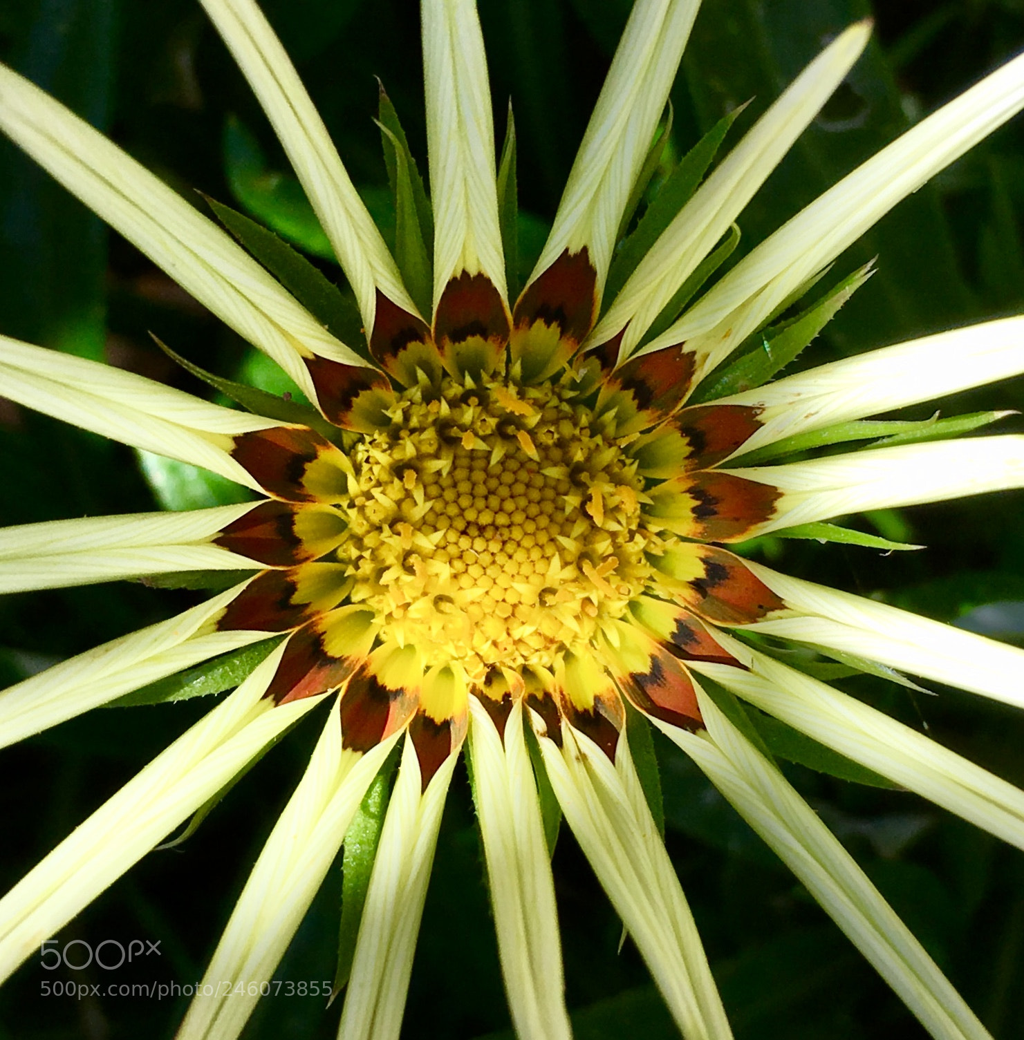 Apple iPhone 6s sample photo. Gazania star photography