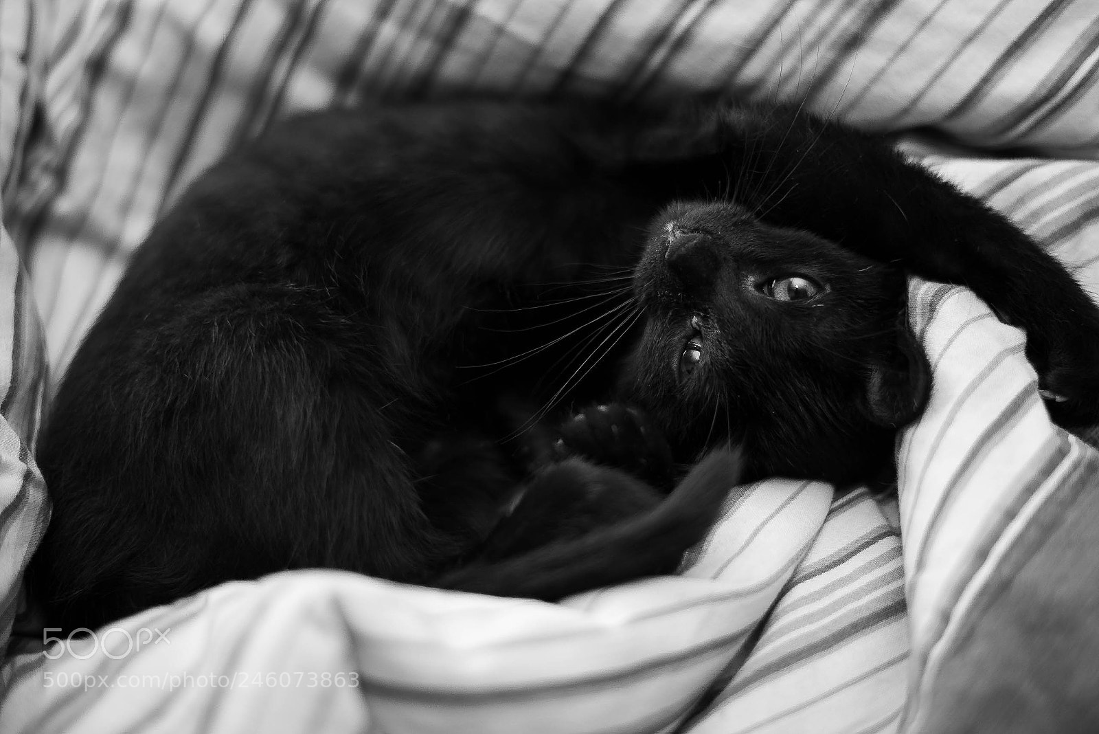 Nikon D800 sample photo. My black cat photography