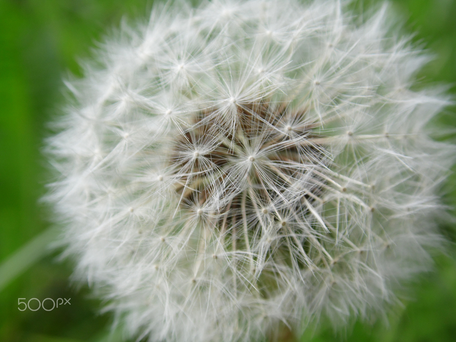 Samsung WB100/  WB101 sample photo. Blowball photography