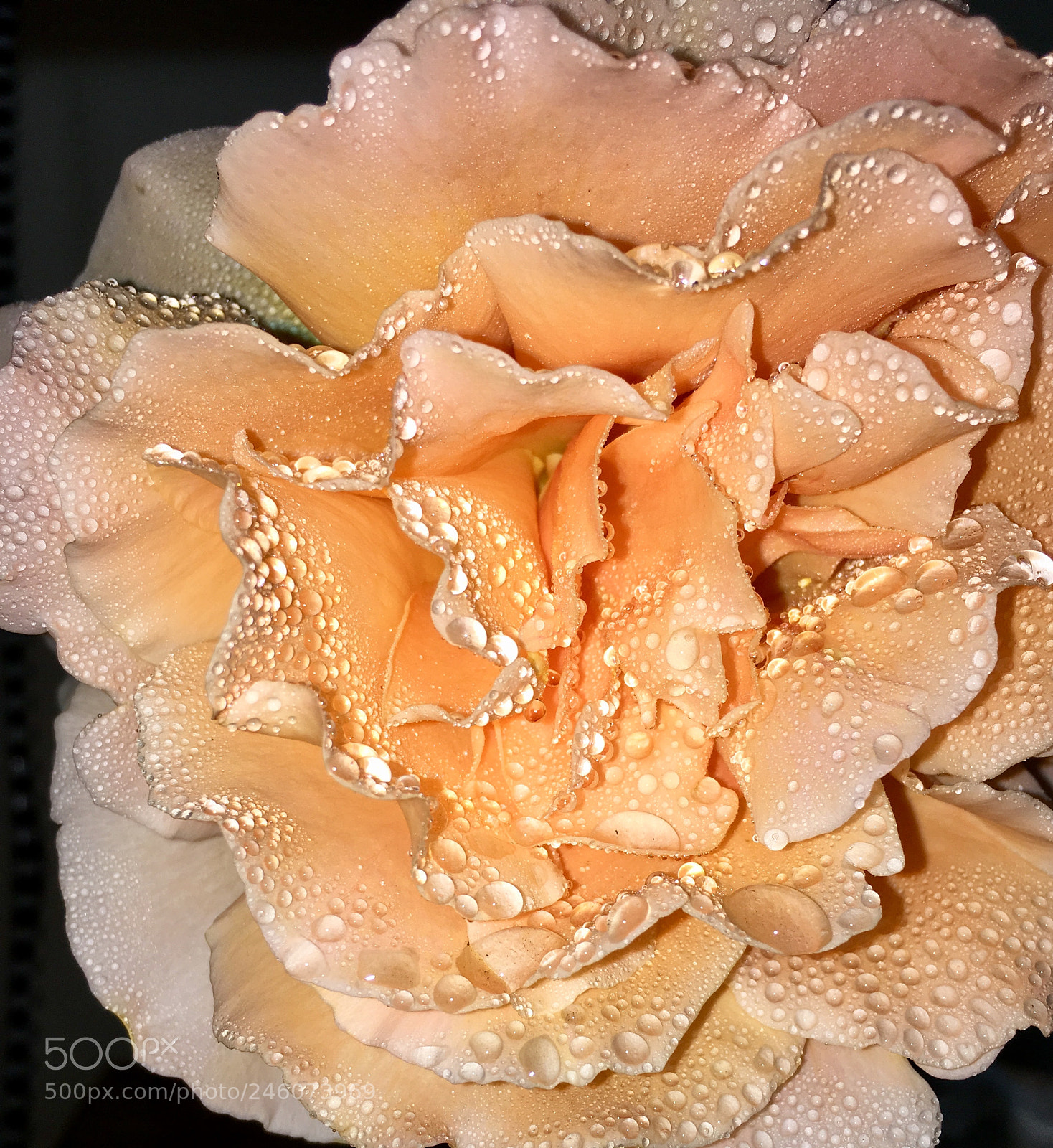 Apple iPhone 6s sample photo. Sparkling rose photography