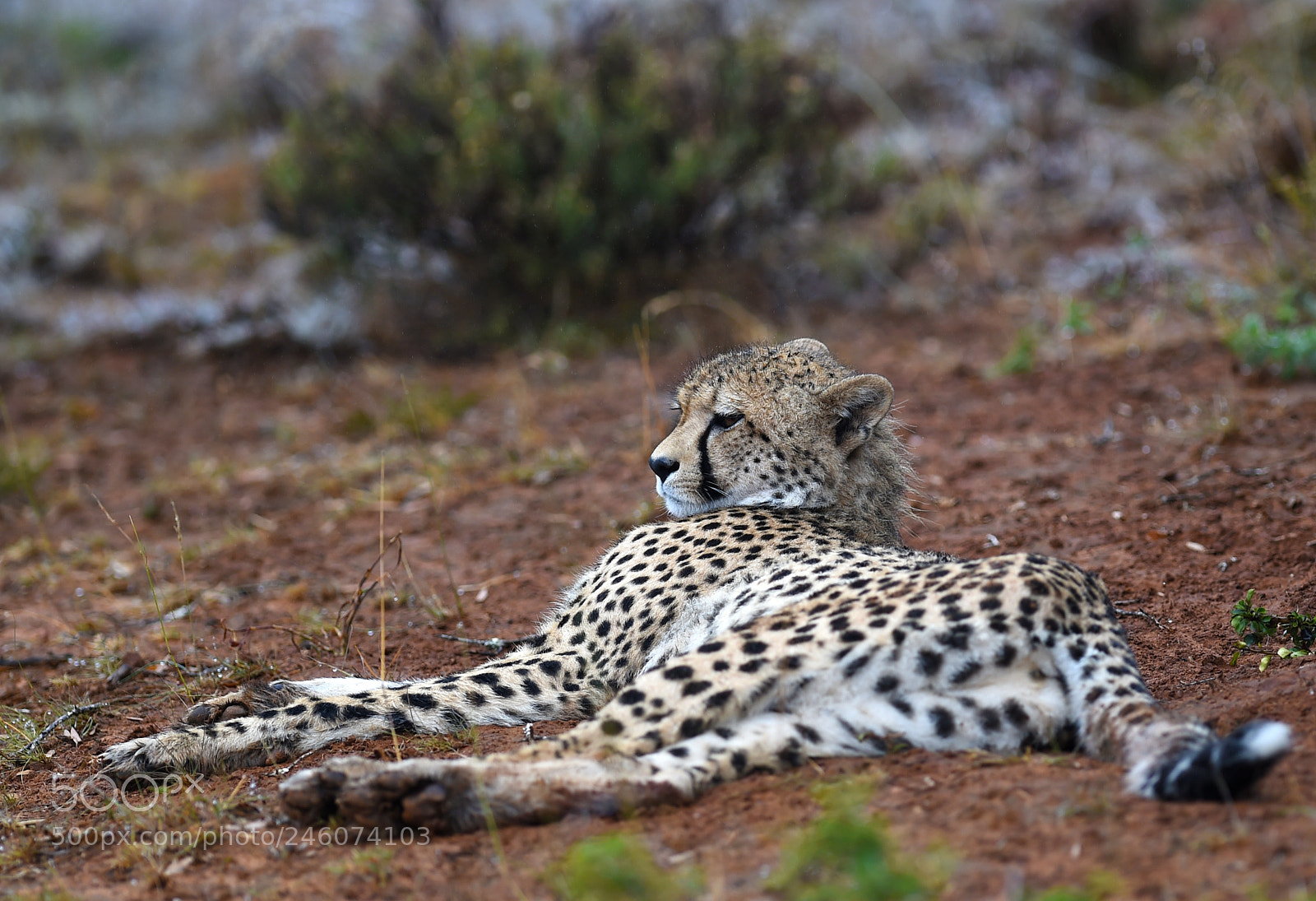 Nikon D4S sample photo. Relaxing after the rain photography