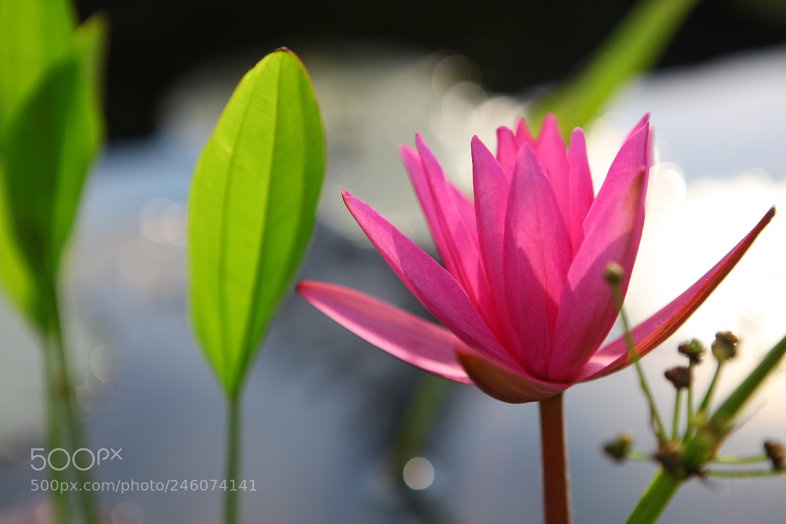 Canon EF 24-70mm F2.8L USM sample photo. File x photography