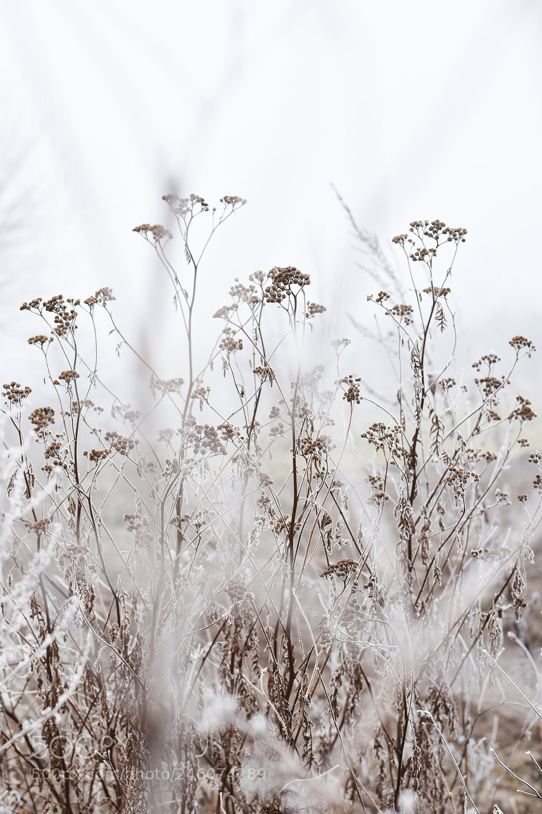 Nikon D7200 sample photo. Winter photography