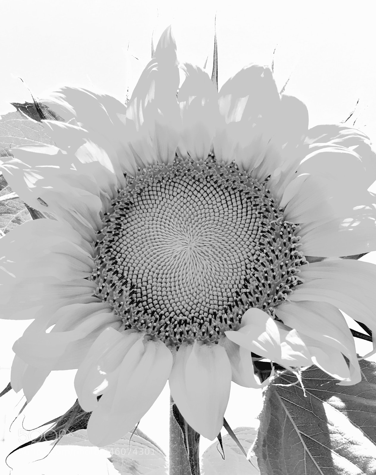 Apple iPhone 6s sample photo. Sunflower photography