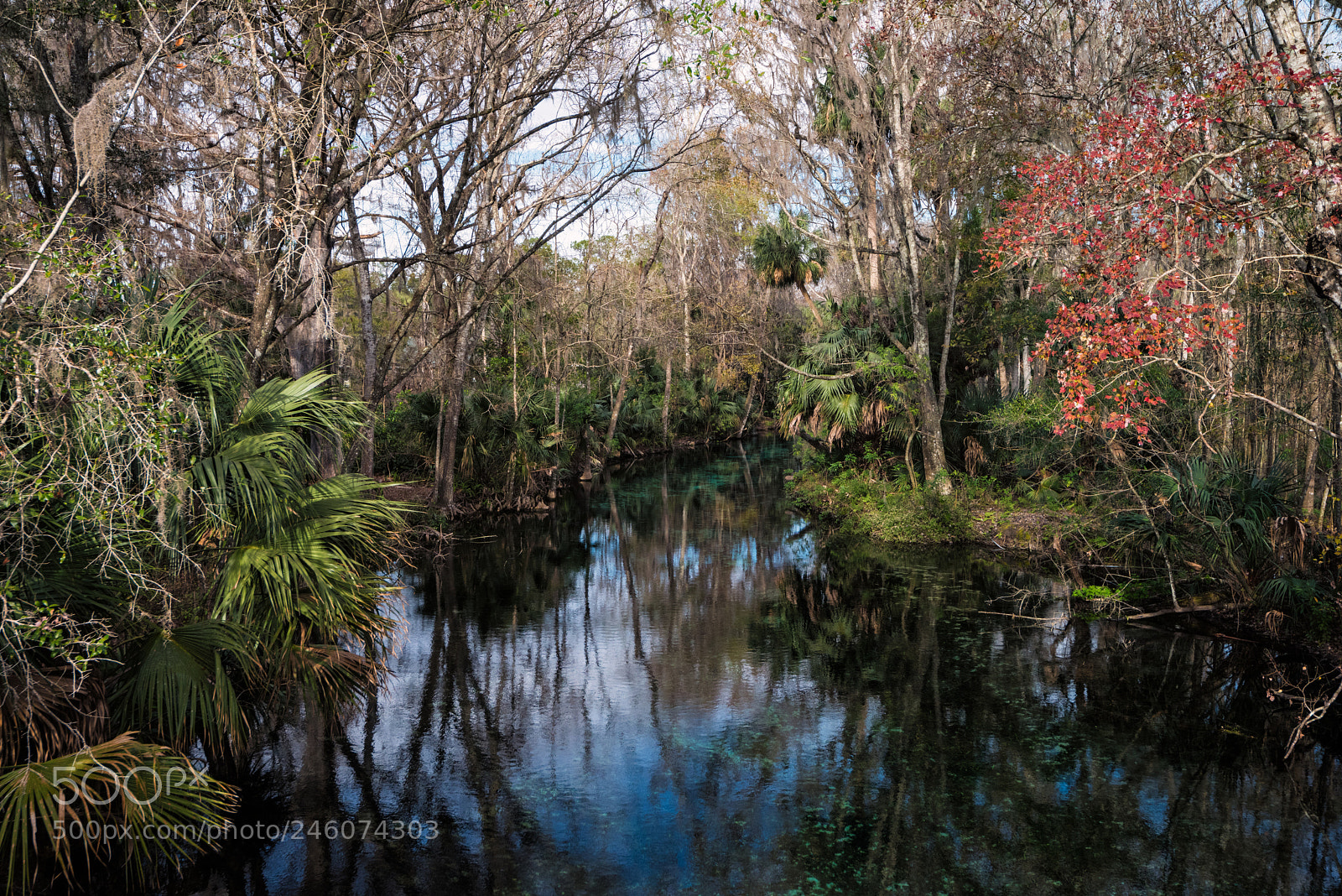 Nikon D810 sample photo. The other florida photography