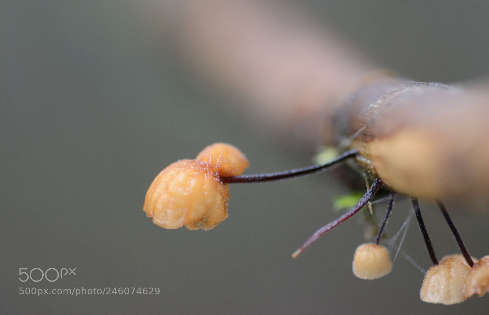 Nikon D7100 sample photo. Macro photography
