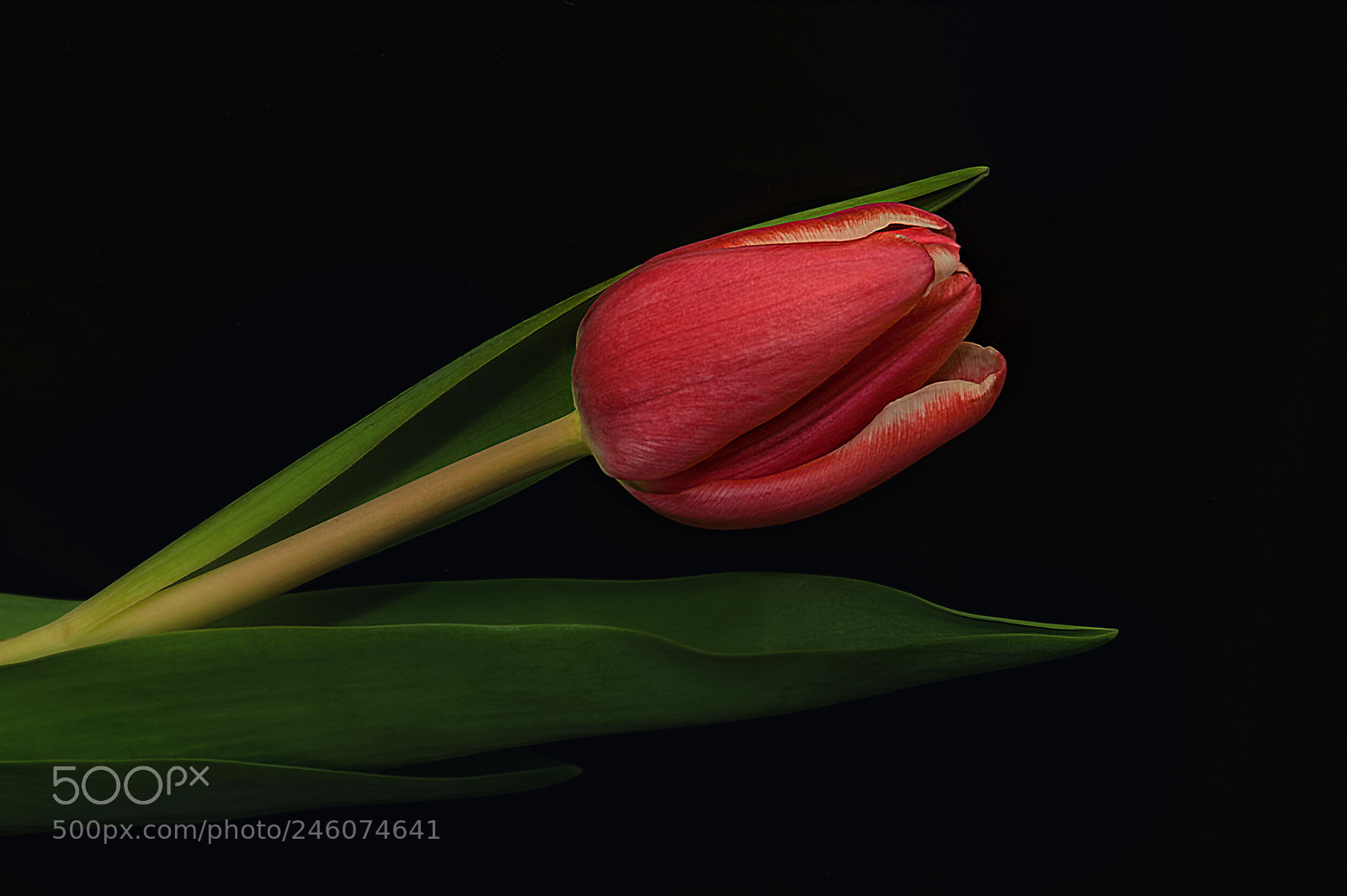 Nikon D3 sample photo. Zum valentinstag photography