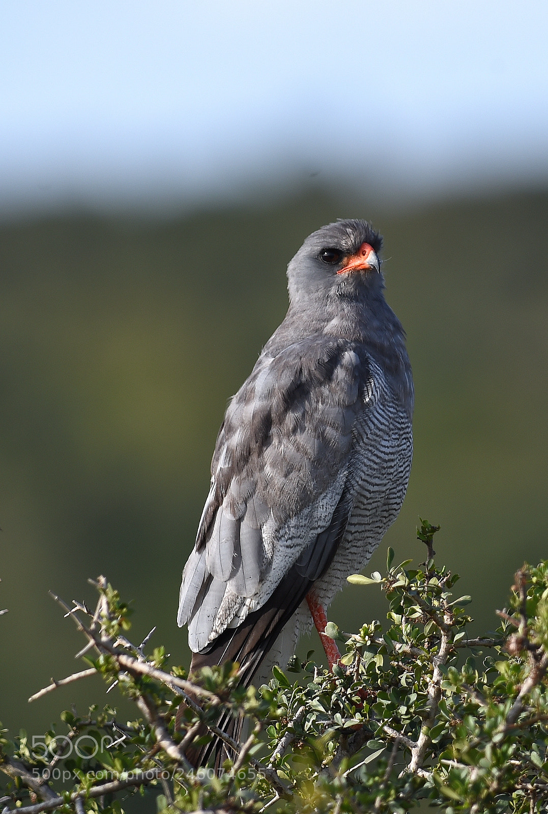 Nikon D4S sample photo. The watcher photography