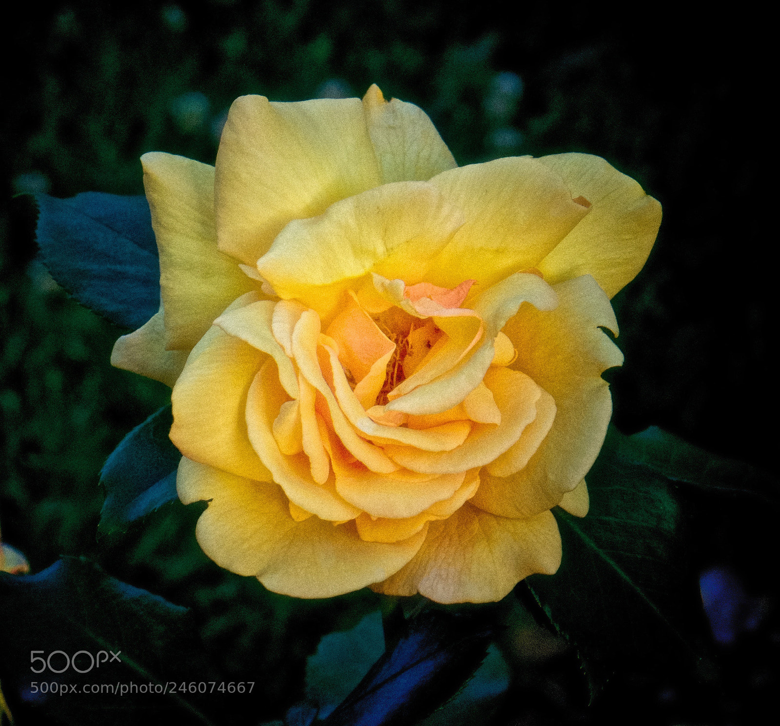 Sony a6000 sample photo. Yellow rose at the photography