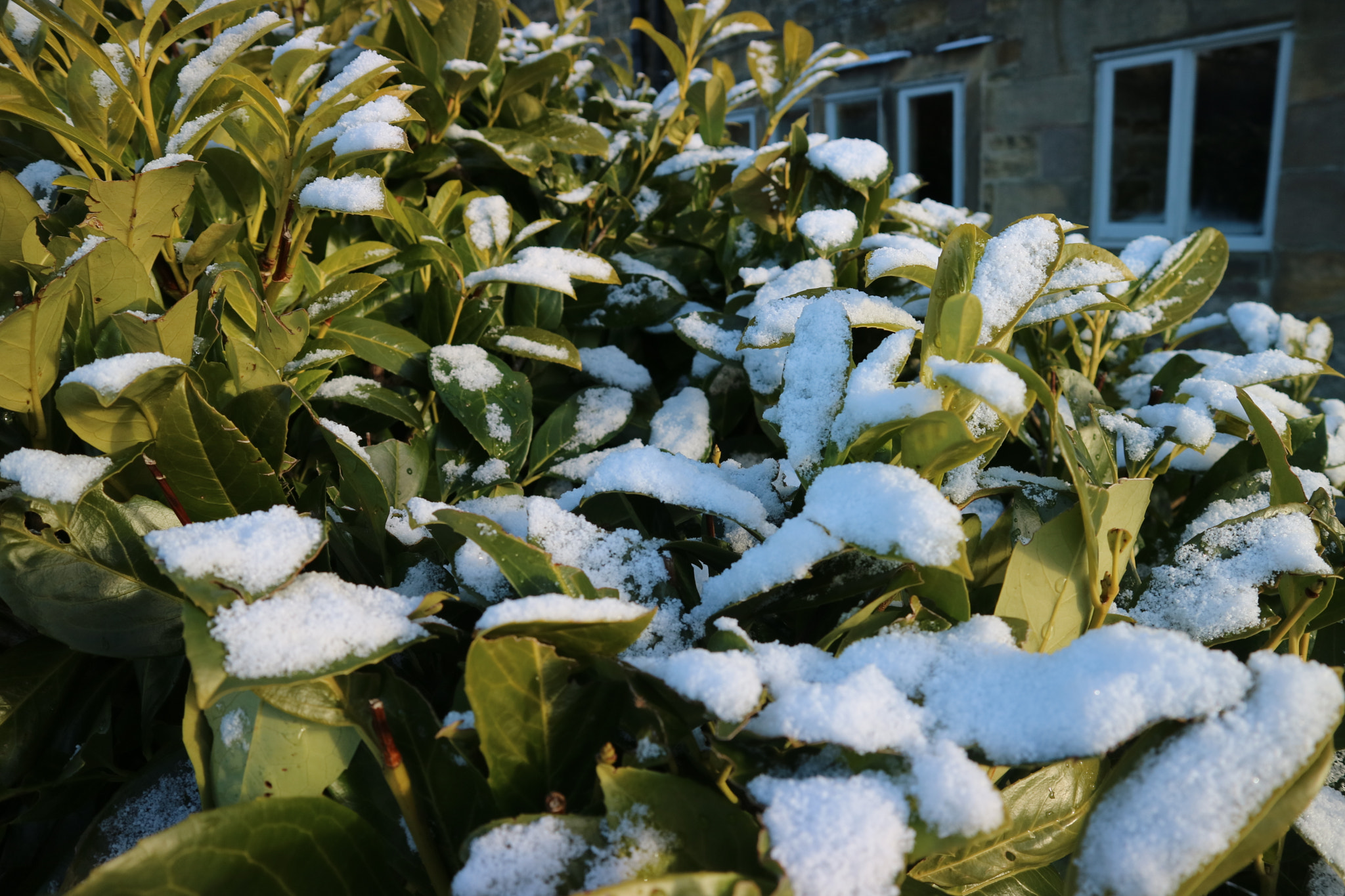 Canon EOS M3 sample photo. Snowy bush photography