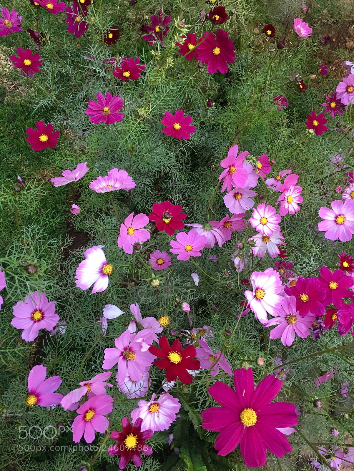 Apple iPhone 6s sample photo. Pretty cosmos flowers photography