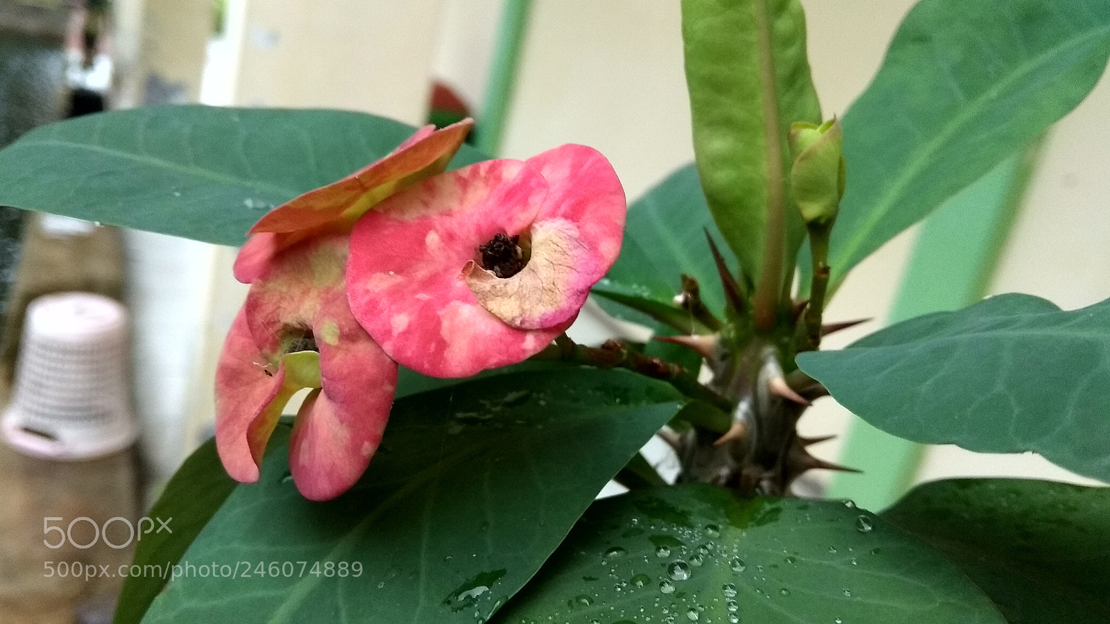 Xiaomi Redmi Note 5A sample photo. Untitled photography