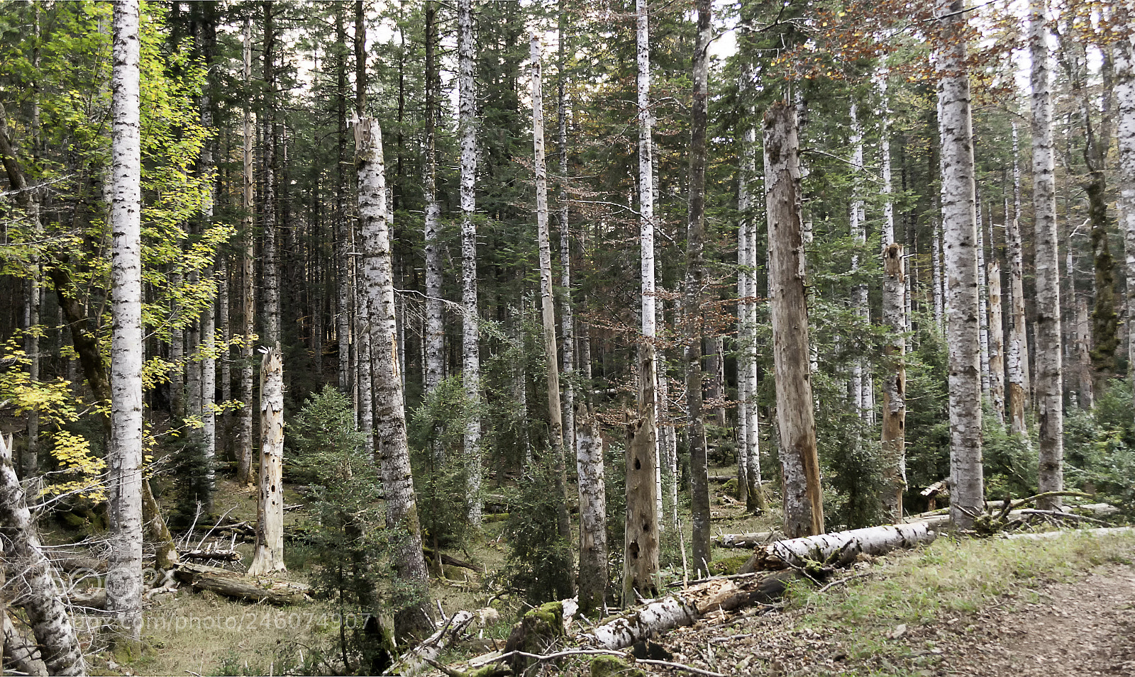Nikon D5000 sample photo. Forest photography