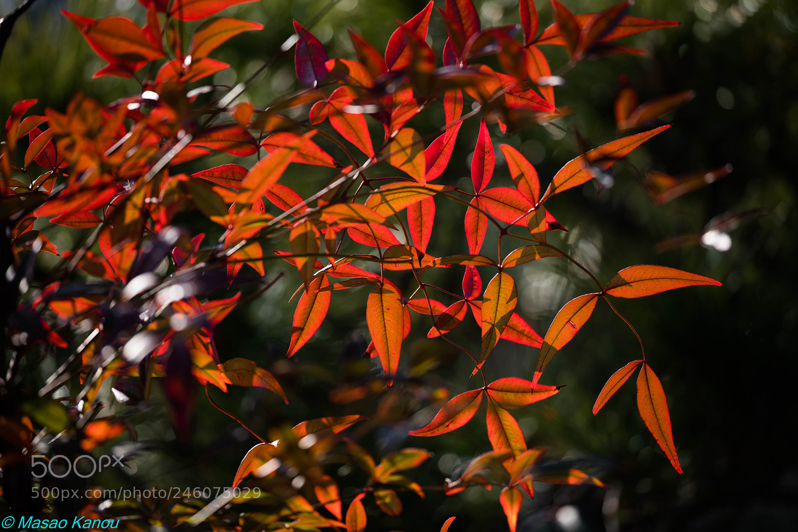 Sony a7R III sample photo. Winter red color photography
