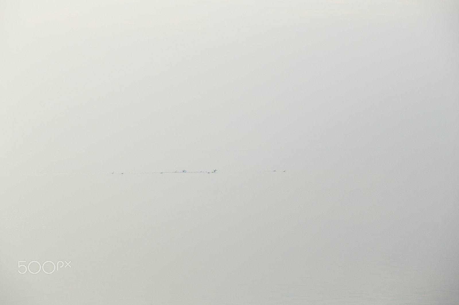 Canon EF 70-200mm F2.8L USM sample photo. Swans on the water photography