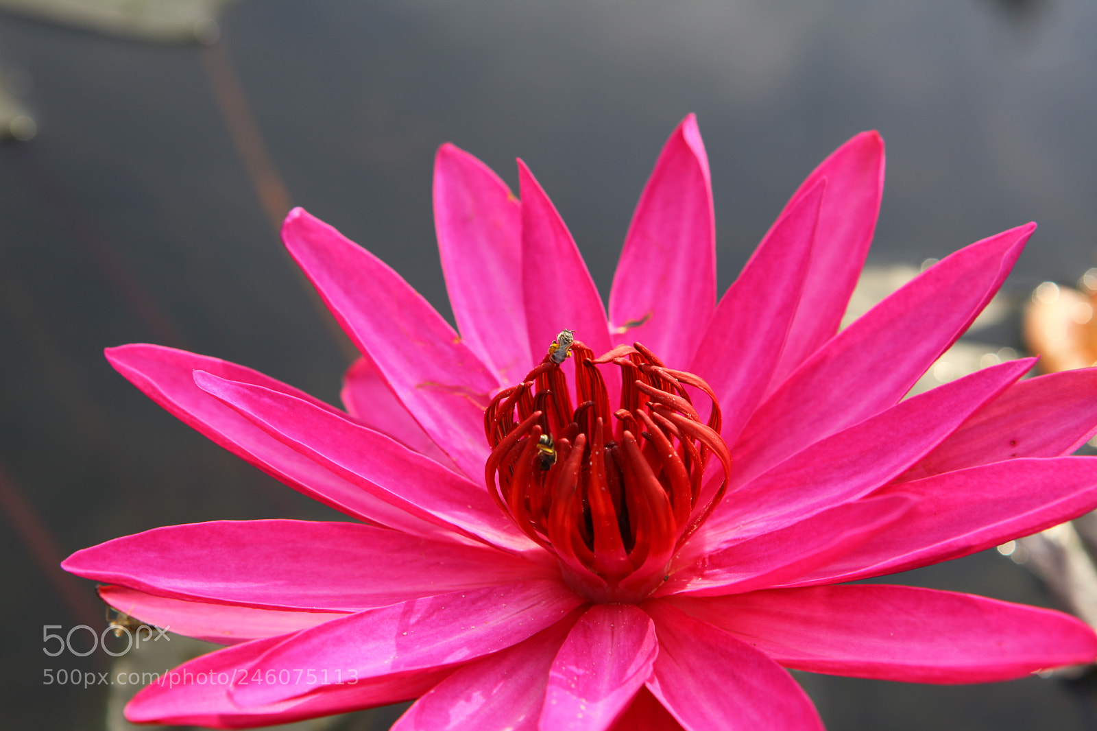 Canon EF 24-70mm F2.8L USM sample photo. File x photography