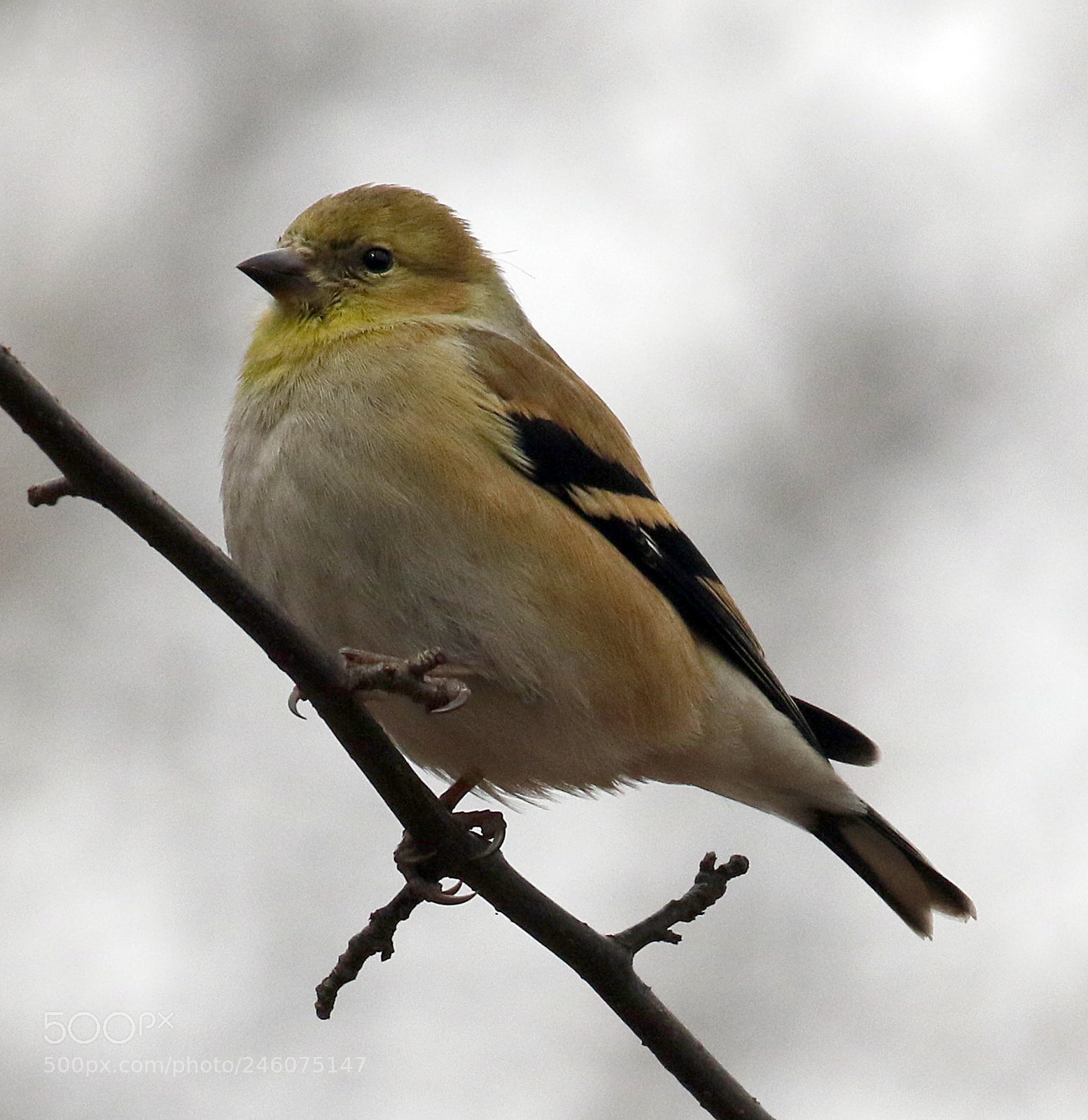 Canon EOS 7D Mark II sample photo. Small wonder photography