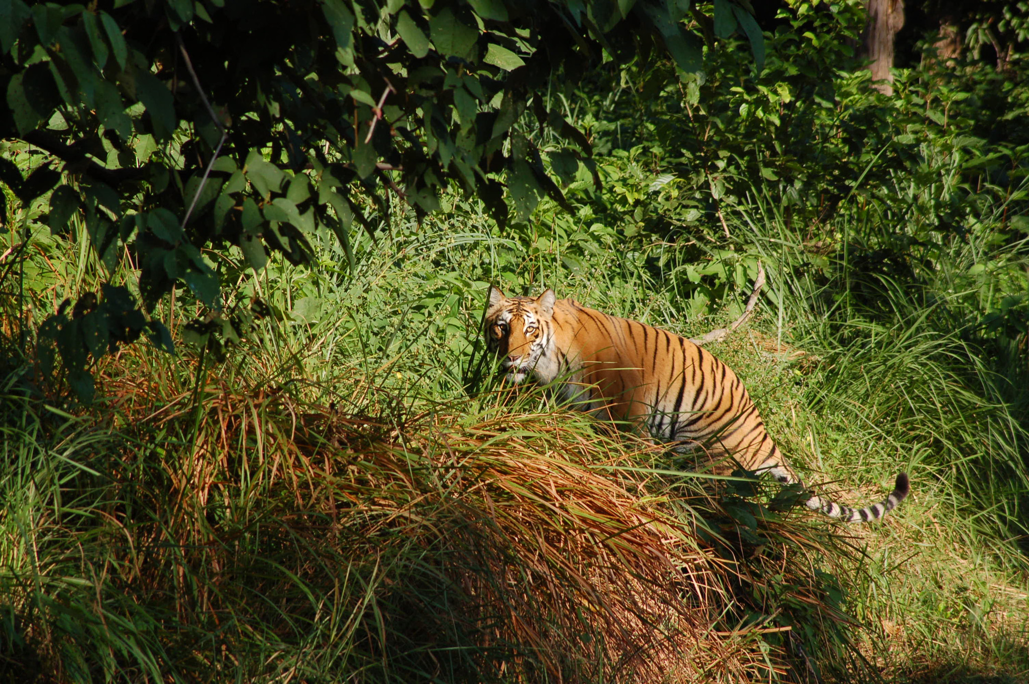 Nikon D50 sample photo. Stare photography