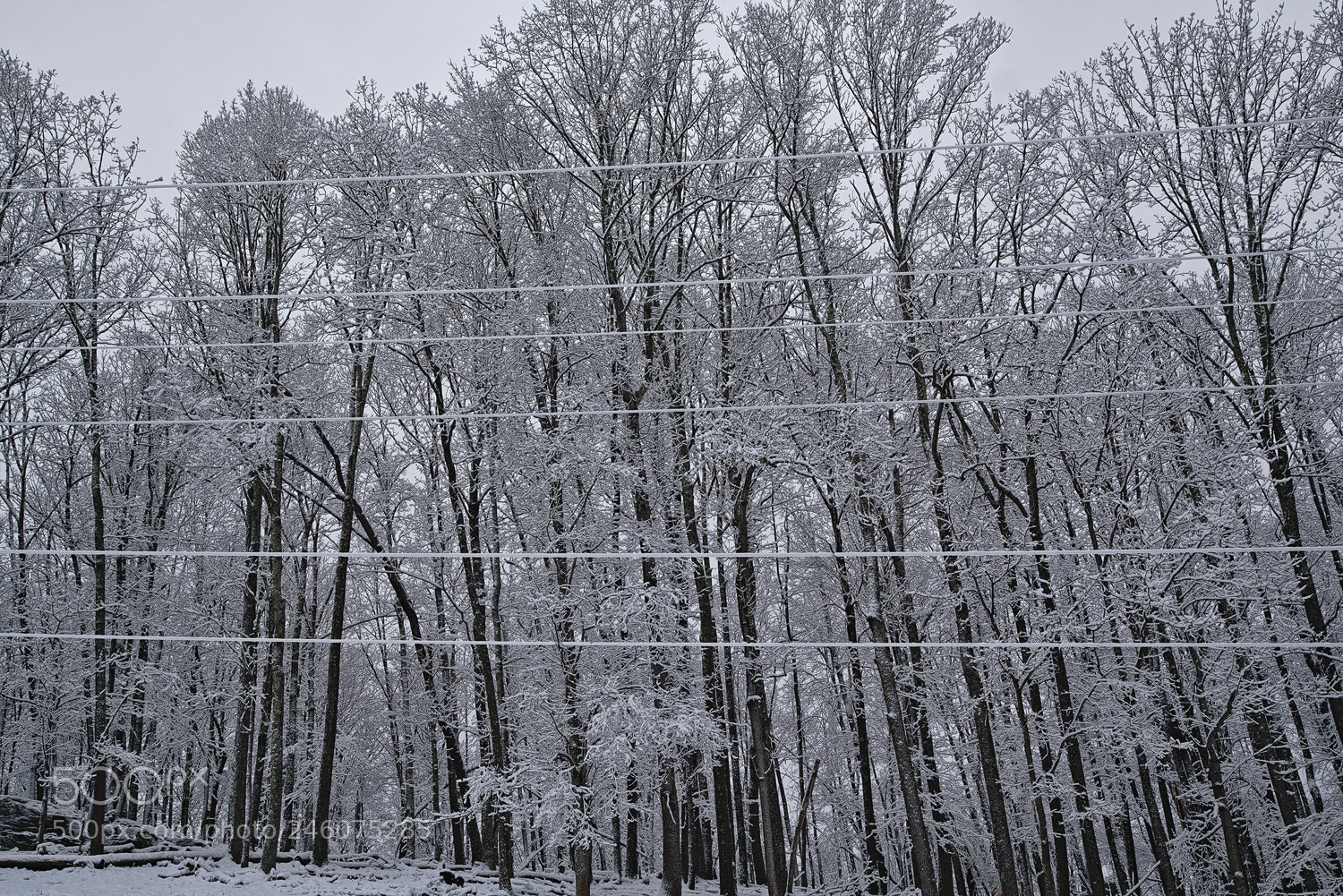 Sony a7R II sample photo. Lined out photography