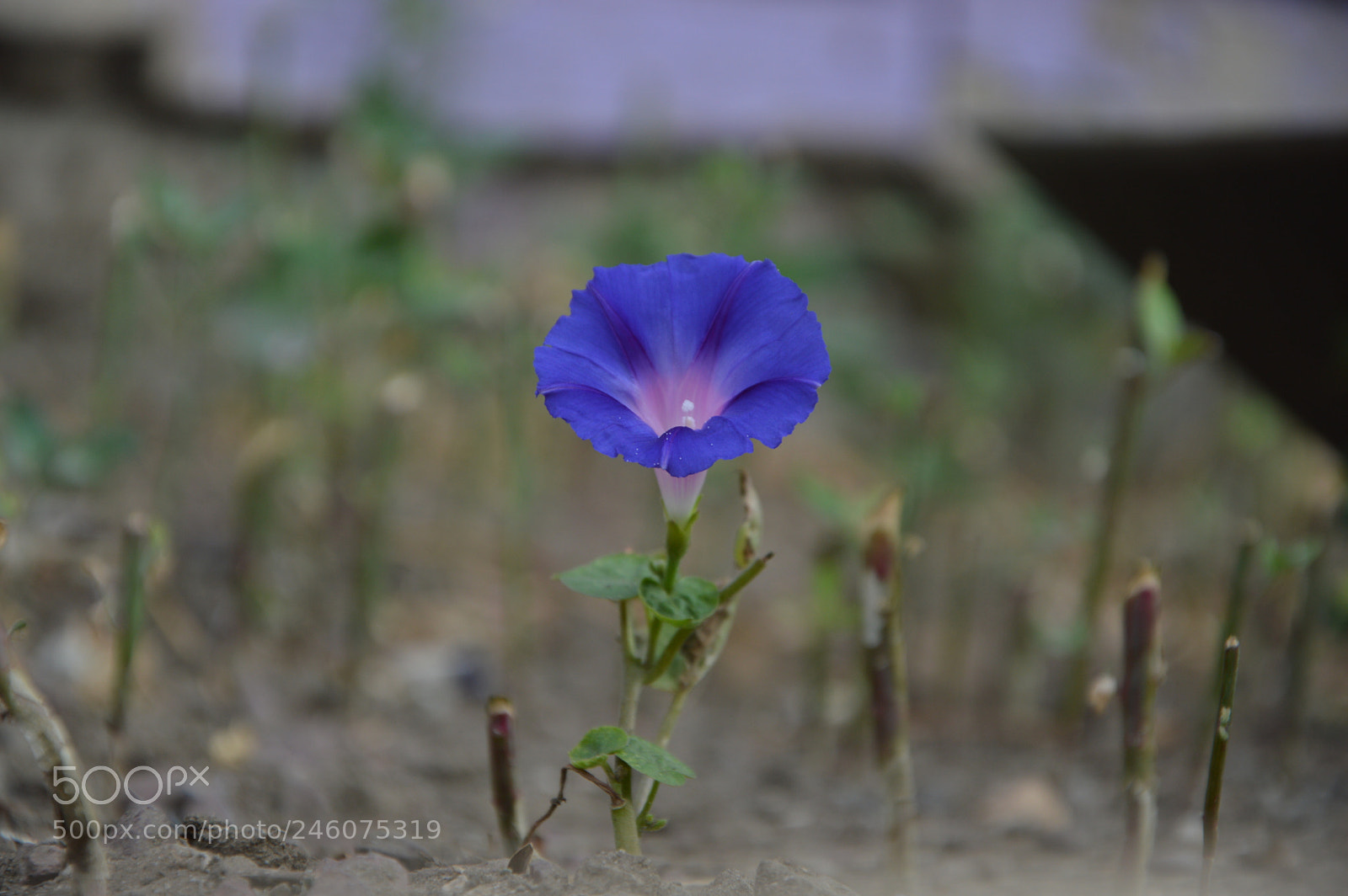 Nikon D3200 sample photo. Untitled photography