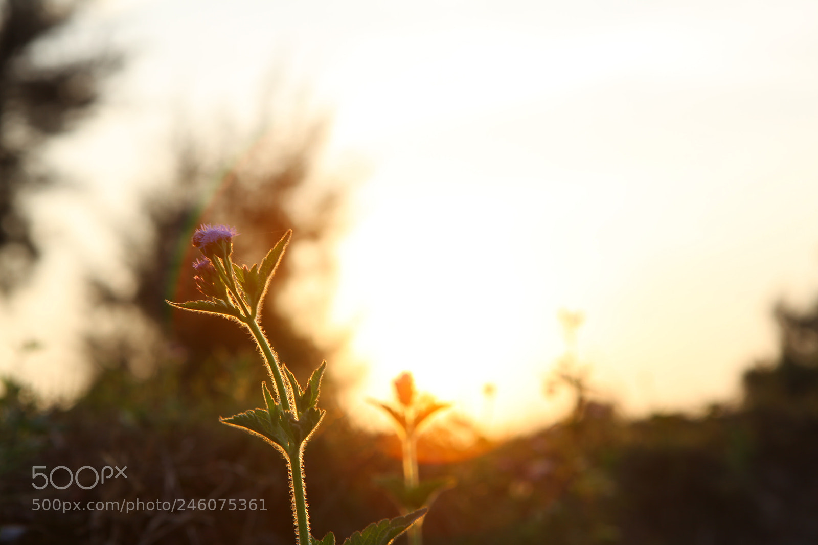 Canon EF 24-70mm F2.8L USM sample photo. Ageratum conyzoides in sunset photography