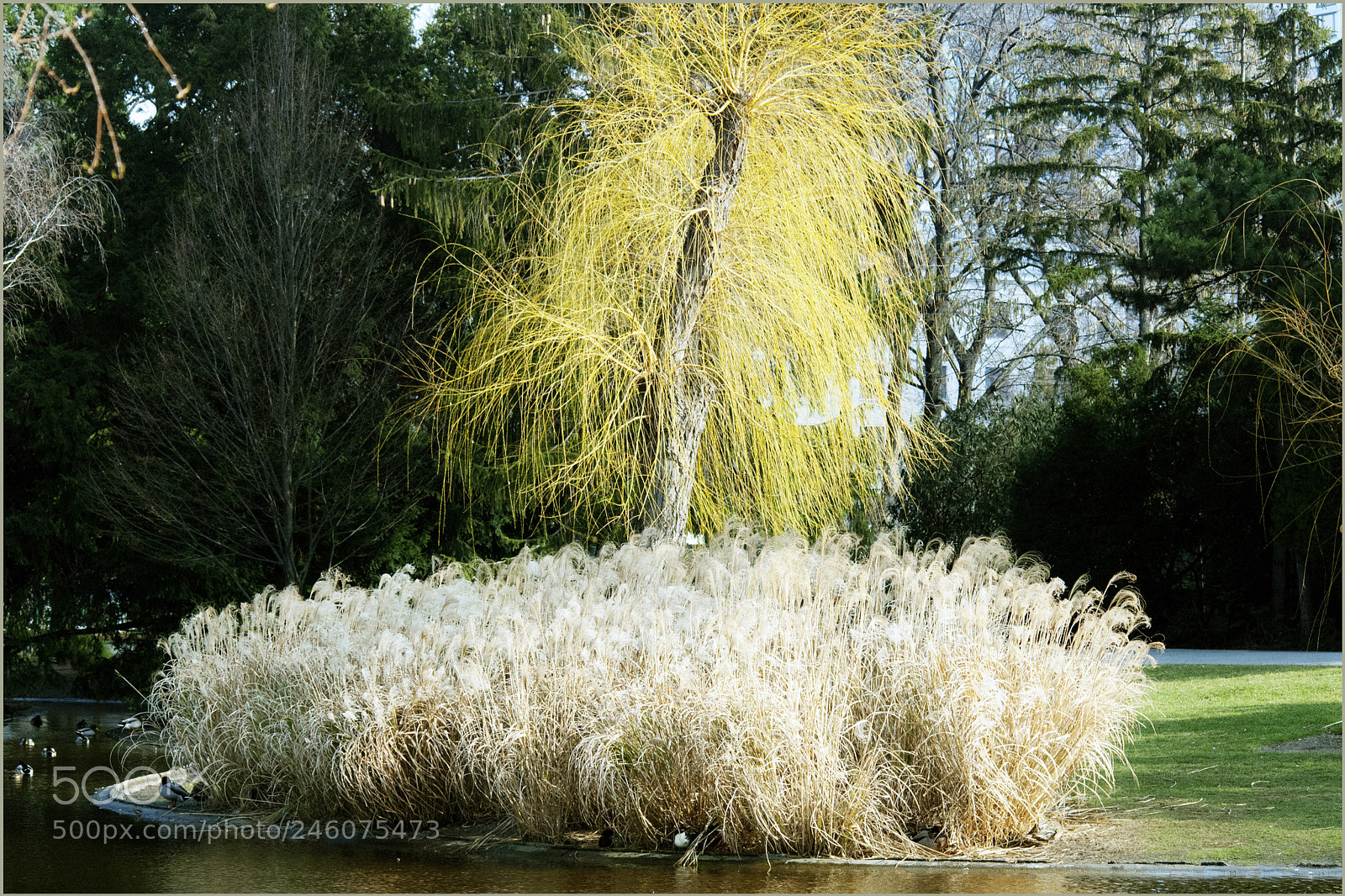 Nikon D200 sample photo. *** photography