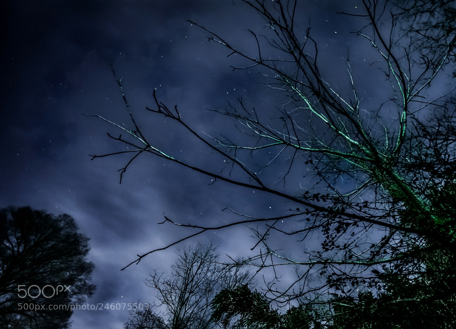 Nikon D7100 sample photo. A bewitching still of photography