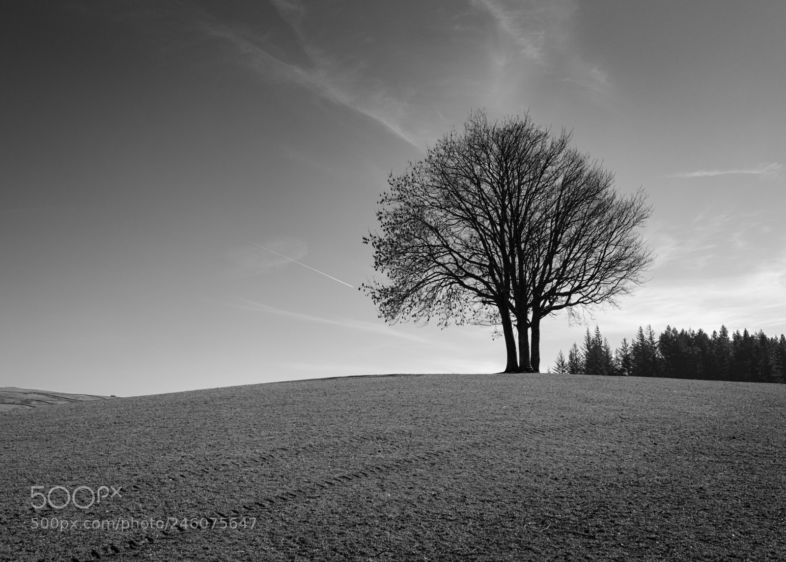 Fujifilm X-Pro2 sample photo. Kings of the hill photography