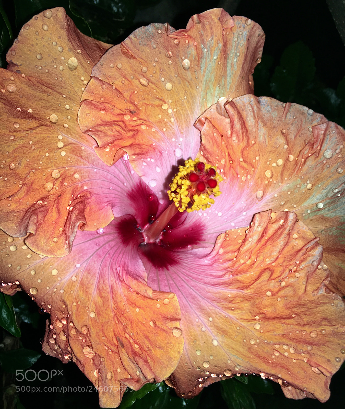 Apple iPhone 6s sample photo. Water droplets on hibiscus photography