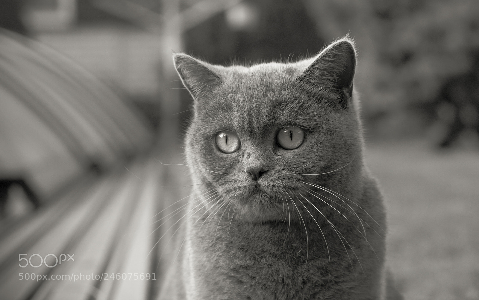 Canon EOS 40D sample photo. Pensive photography