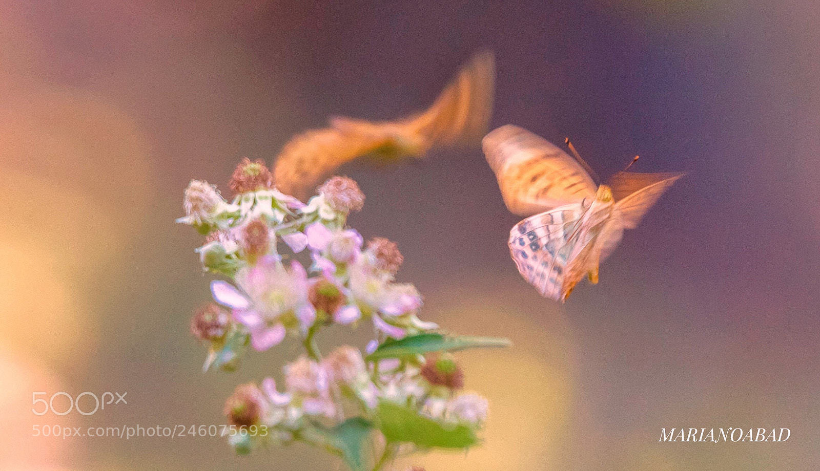 Canon EOS 7D Mark II sample photo. Abstracto, bokeh photography