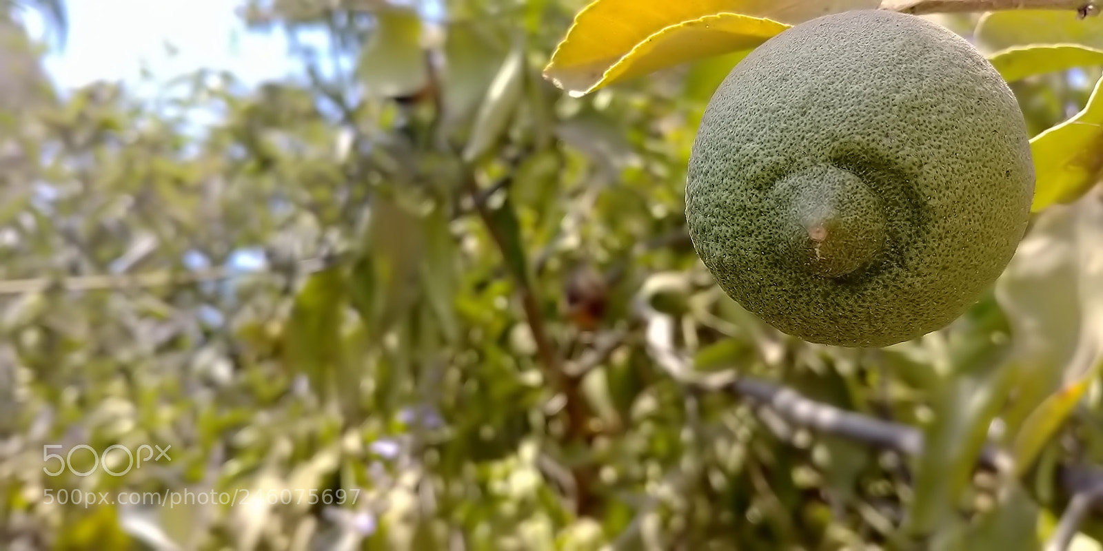 LG G6 sample photo. Plants in rosh haayin photography