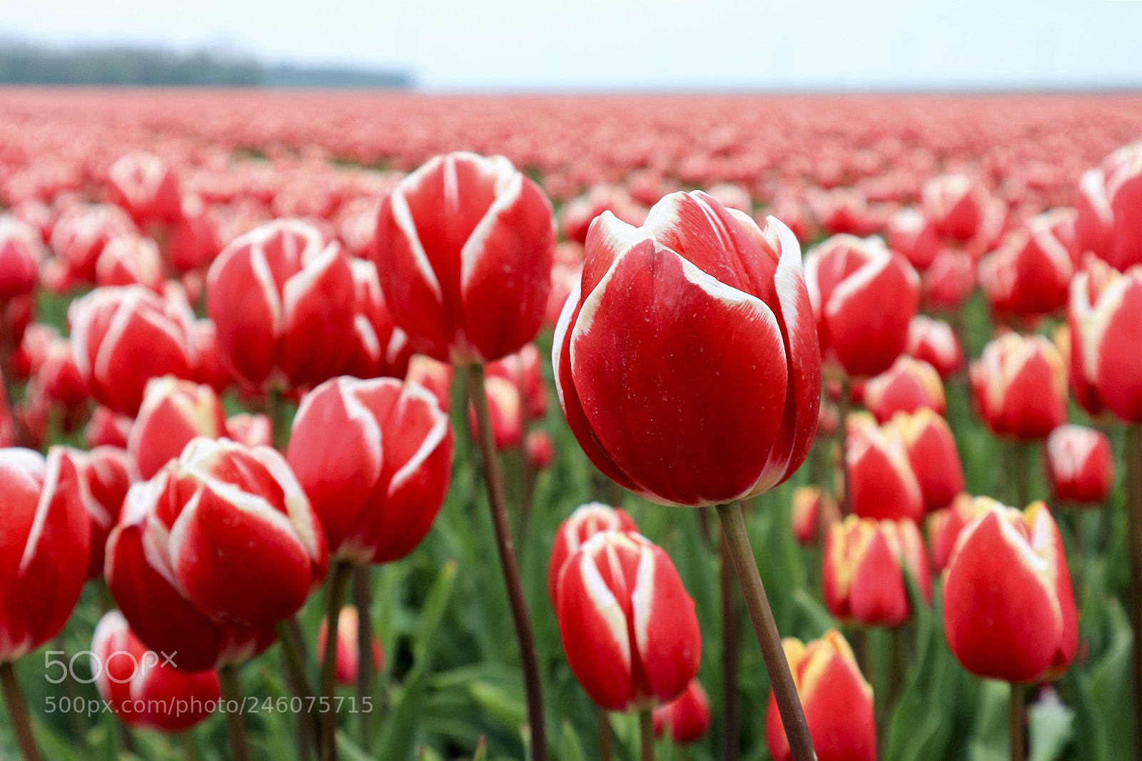 Canon EOS M10 sample photo. Dutch tulips photography