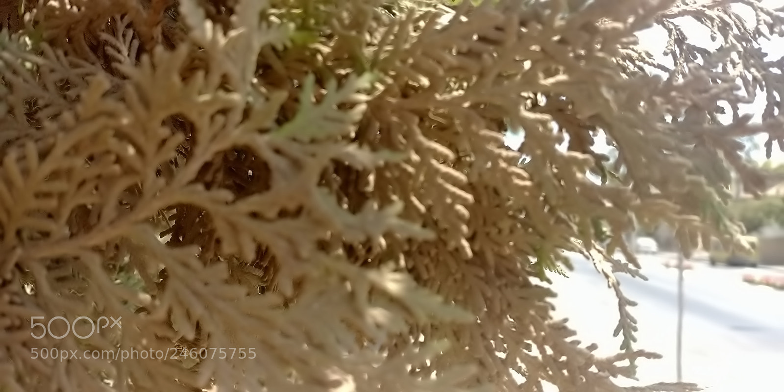 LG G6 sample photo. Plants in rosh haayin photography
