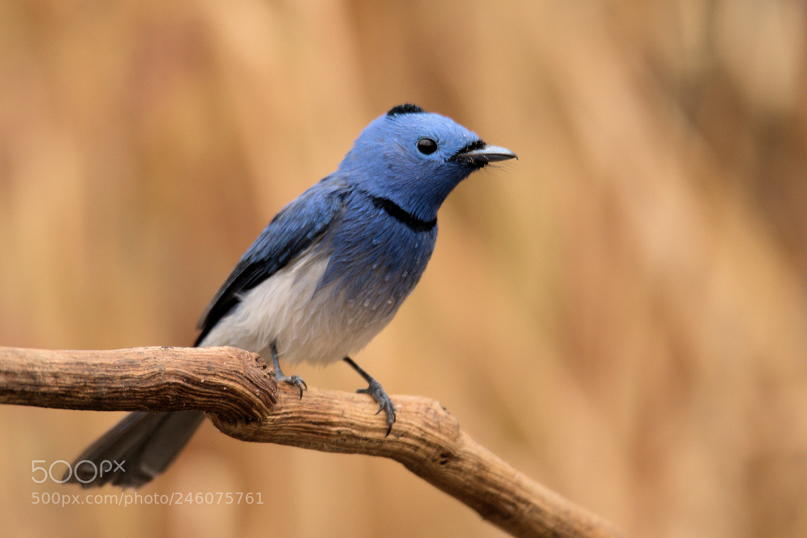 Nikon D5500 sample photo. Monarch the blue photography