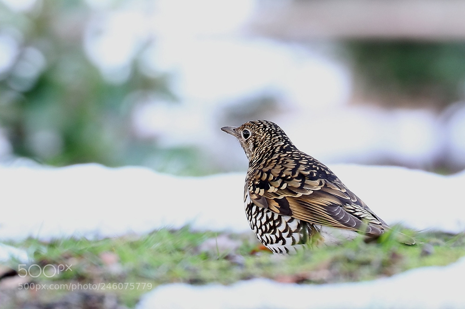 Canon EOS 7D Mark II sample photo. Zoothera dauma photography