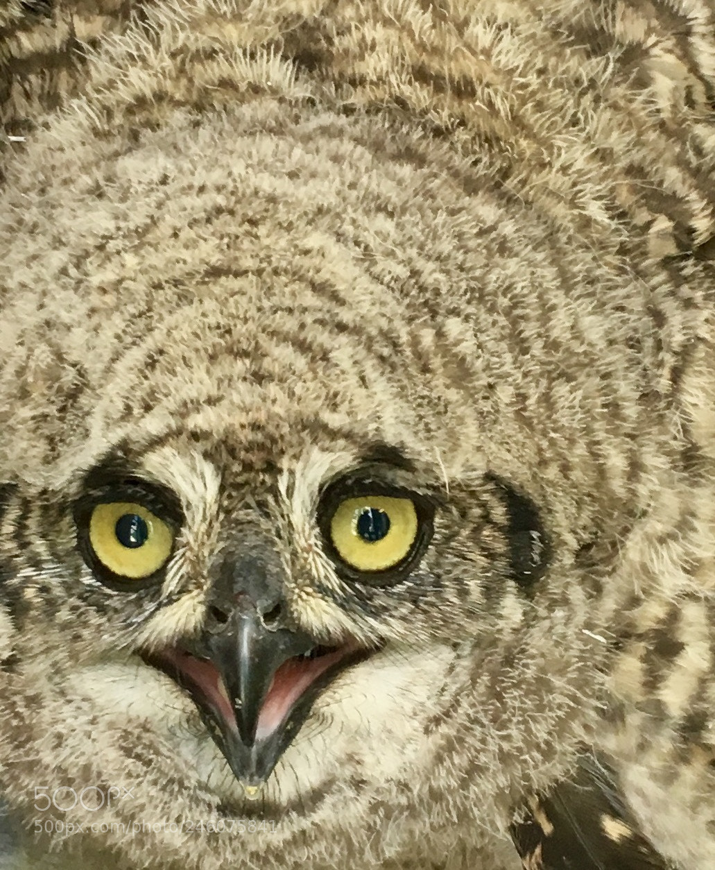 Apple iPhone 6s sample photo. Owl eyes photography