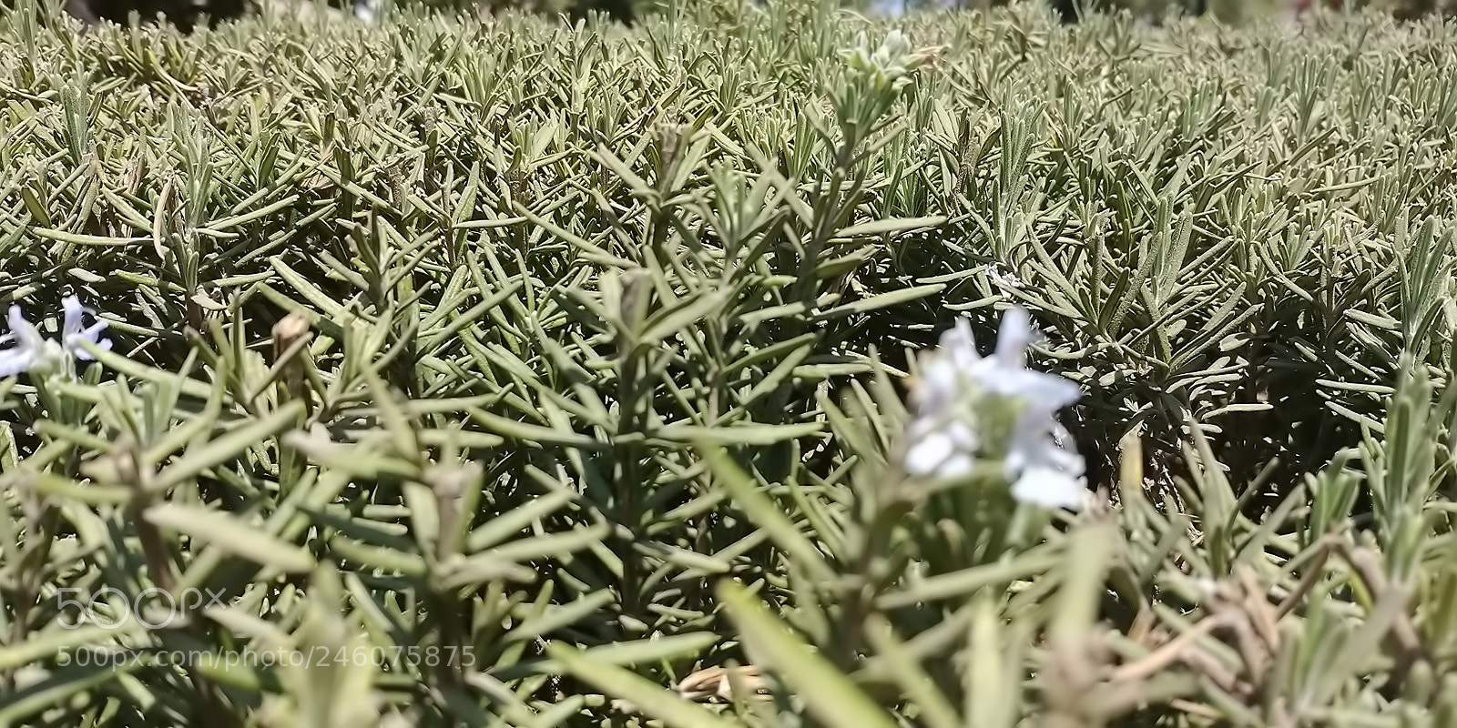 LG G6 sample photo. Plants in rosh haayin photography