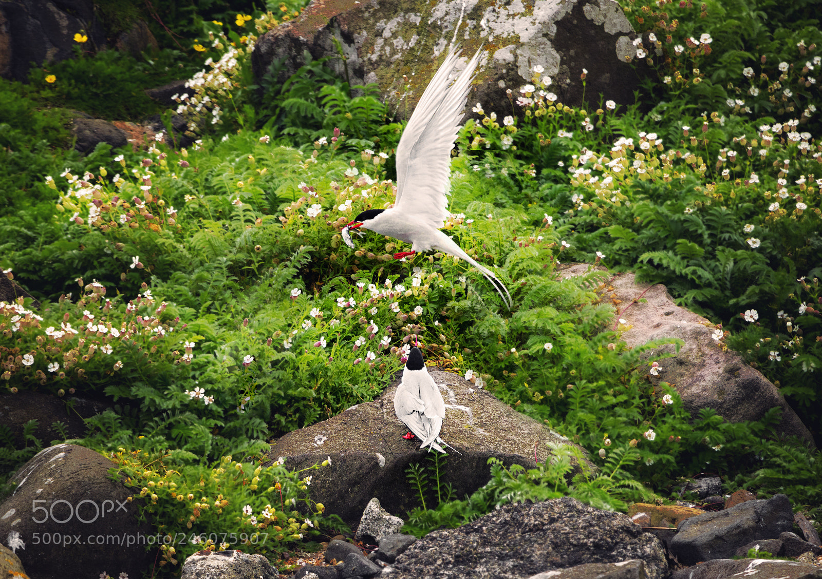 Canon EOS 760D (EOS Rebel T6s / EOS 8000D) sample photo. Arctic tern. isle of photography