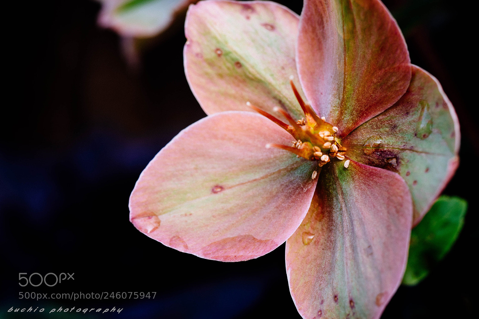 Olympus OM-D E-M1 sample photo. Helleborus photography