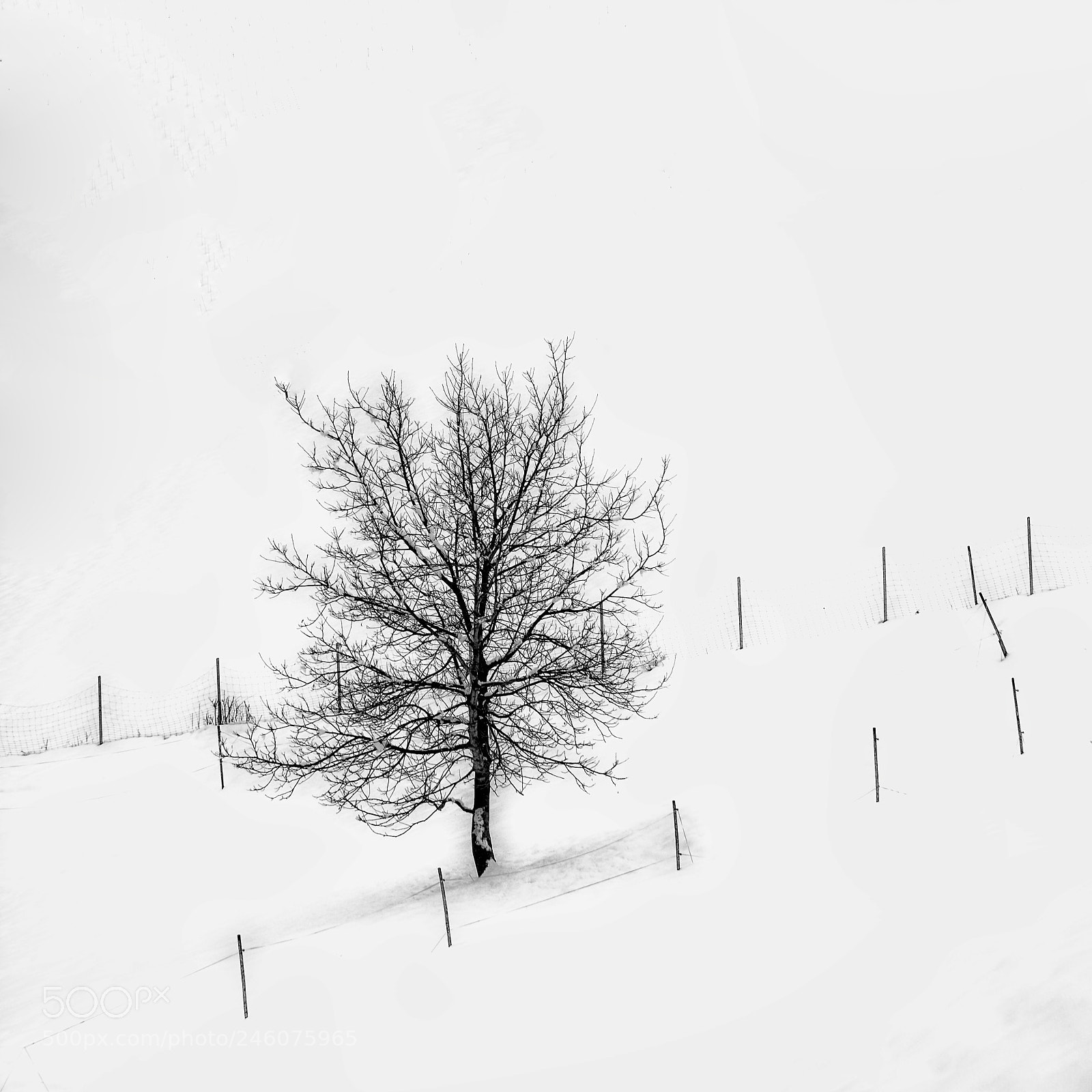 Nikon D7100 sample photo. Lone tree photography