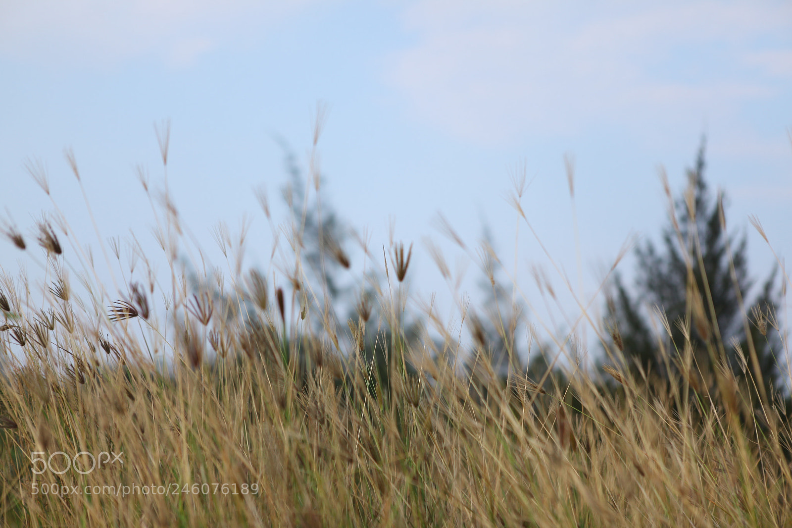Canon EF 24-70mm F2.8L USM sample photo. Grass photography