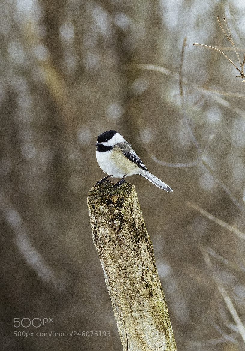 Nikon D600 sample photo. 180214 photography