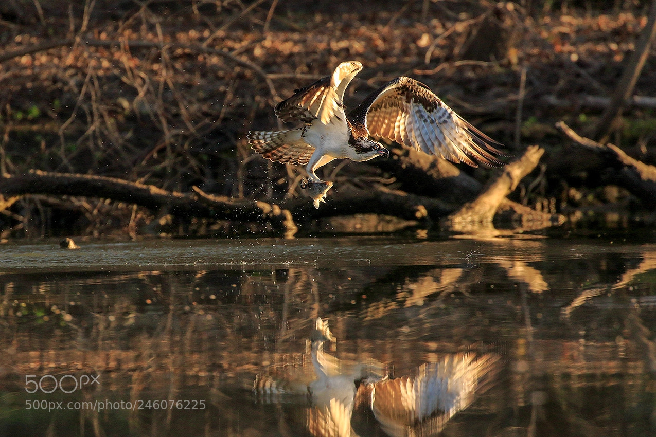 Canon EOS 7D Mark II sample photo. Osprey with prey photography