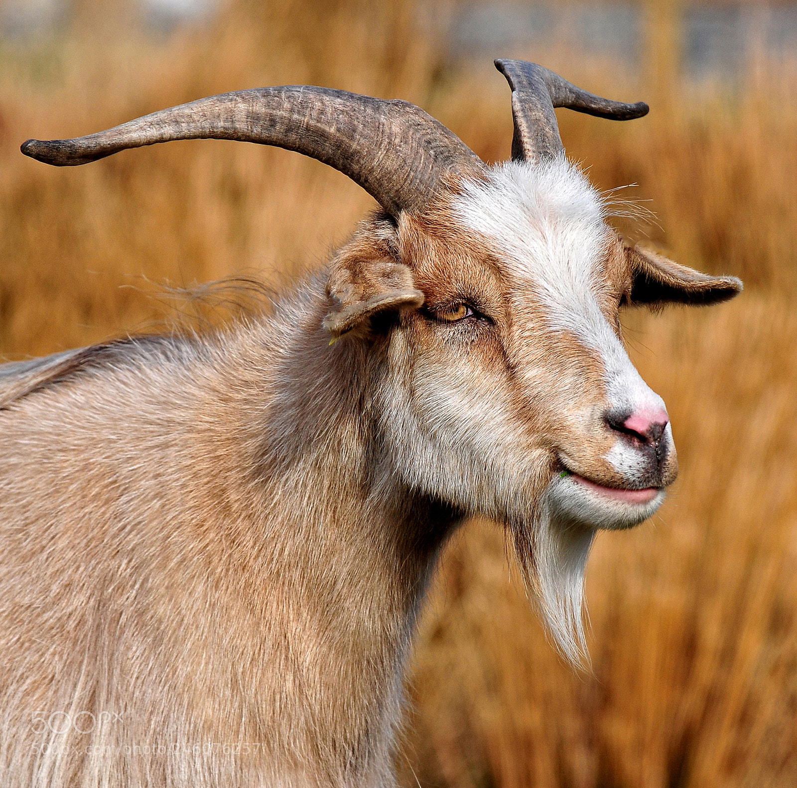 Nikon D300 sample photo. Kashmir goat photography
